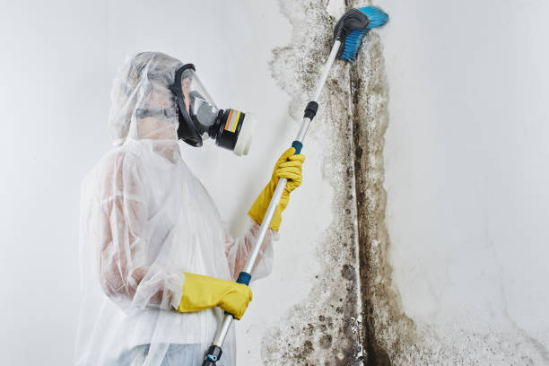 Why You Should Choose Our Mold Remediation Services in Uvalde, TX